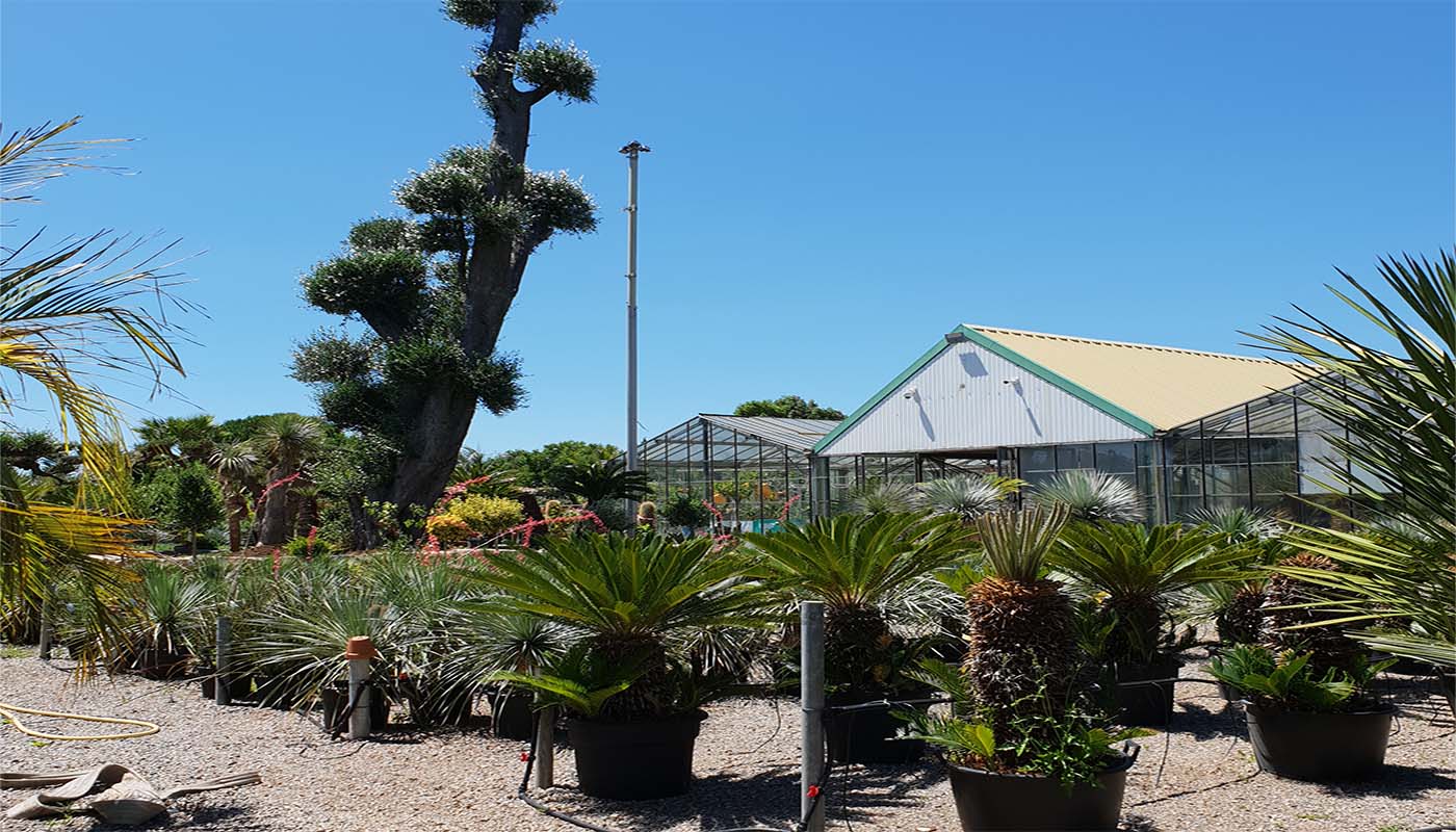 Jardin Des Plantes De Montpellier Nouveau Pépini¨re Montpellier Paysagiste Montpellier Création Jardin