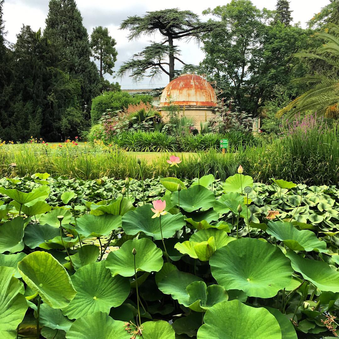 Jardin des plantes de Montpellier %