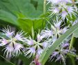 Jardin Des Plantes De Montpellier Unique Grattez Et Sentez