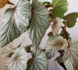 Jardin Des Plantes De Nantes Best Of Begonia Sinbad