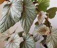 Jardin Des Plantes De Nantes Best Of Begonia Sinbad