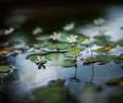 Jardin Des Plantes De Nantes Luxe there Should Be A Few Small Flowers In Everyone S Heart Not