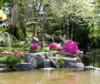 Jardin Des Plantes De Nantes Nouveau Japanese Garden On the island Of Versailles – Nantes