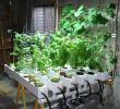 Jardin Des Plantes orleans Frais 59 Best Hydroponic Gardening Images