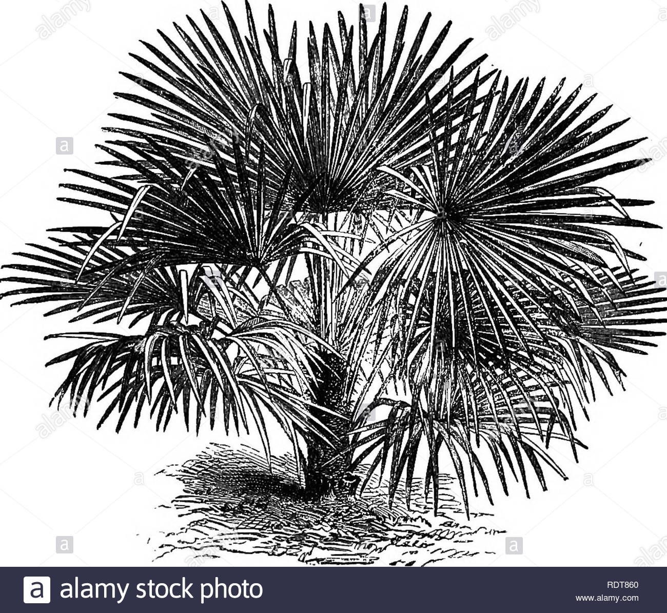 the parks promenades and gardens of paris described and considered in relation to the wants of our own cities and the public and private gardens gardens parks subtropical garden 219 colouring in the nursery department of the jardin des plantes and it doubtless will soon be seen everywhere with us cham2erops excelsait may not be generally known that this palm is perfectly hardy in this country a plant of it in her majestys gardens at osborne has attained a considerable height it is also out at kew though pro tected in winter on the water side of the high mound in fir so RDT860