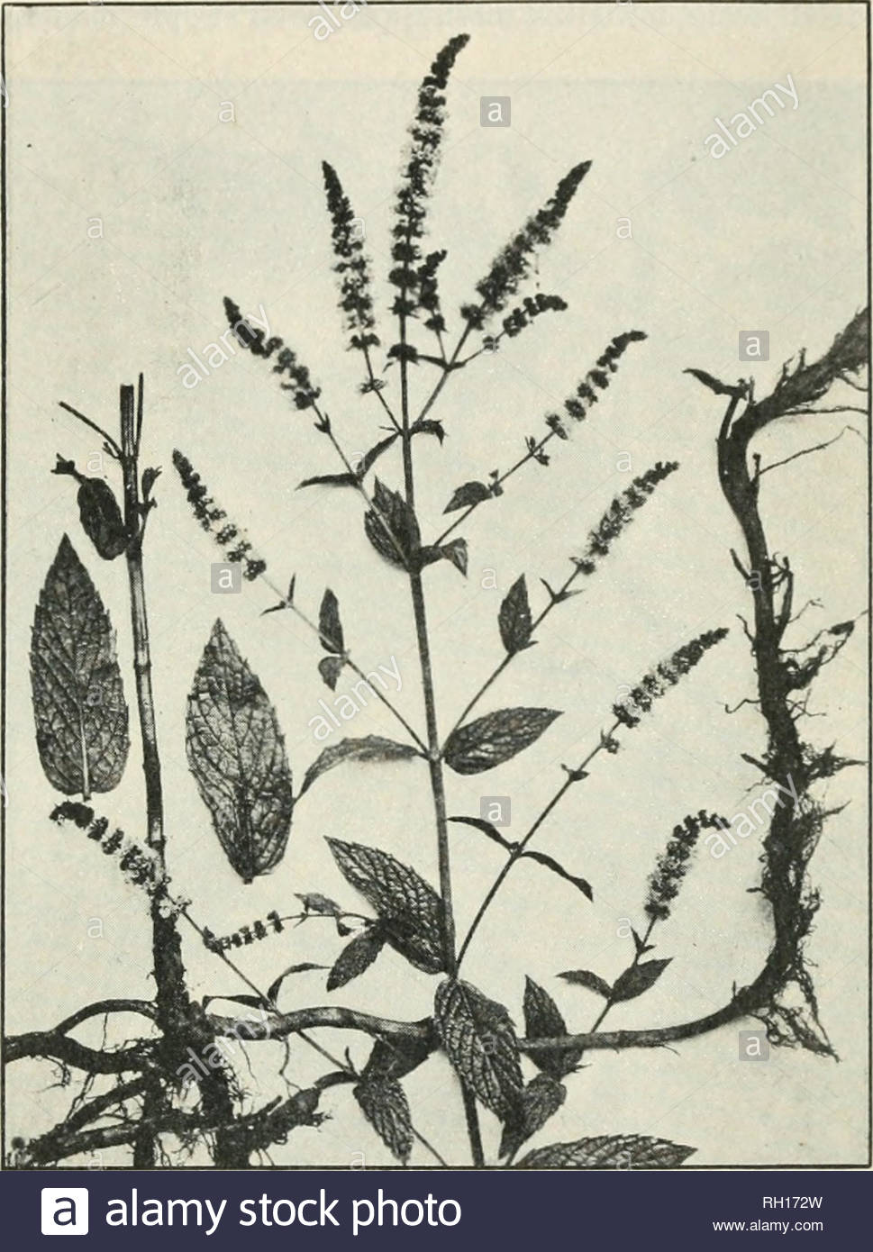 bulletin agriculture plants furnishing medicinal leaves and herbs 29 the oil which is obtainod y distillation with wafltr from the fresh or partially dried leaves and howerinlt tops is also oliicial in the lnittul states pharmacoixria while a less acreage was devoted to peppermint dunnlt 1910 conditions were favorable to its growth and the crop is estimated to have amounted to about pounds the wholesale quotations for peppermint oil in the spring of 1911 ranged from 285 to 295 a jxmnd spearmint mentha spicata l pharmacopaidj luimc mentha viridis synonym RH172W