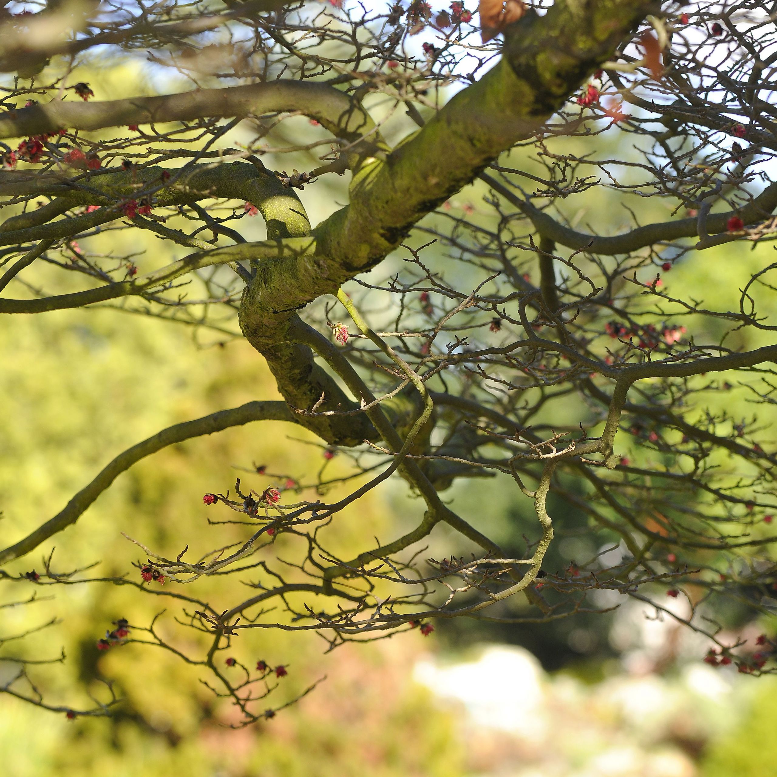 Jardin Des Plantes orleans Frais top Things to Do In Rouen normandy