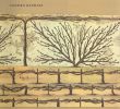 Jardin Des Plantes orleans Inspirant An Oak Spring Pomona by Oak Spring Garden Foundation issuu