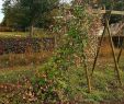 Jardin Des Plantes orleans Inspirant Le Domaine De L Abbaye Et Ses Jardins thematiques Thiron