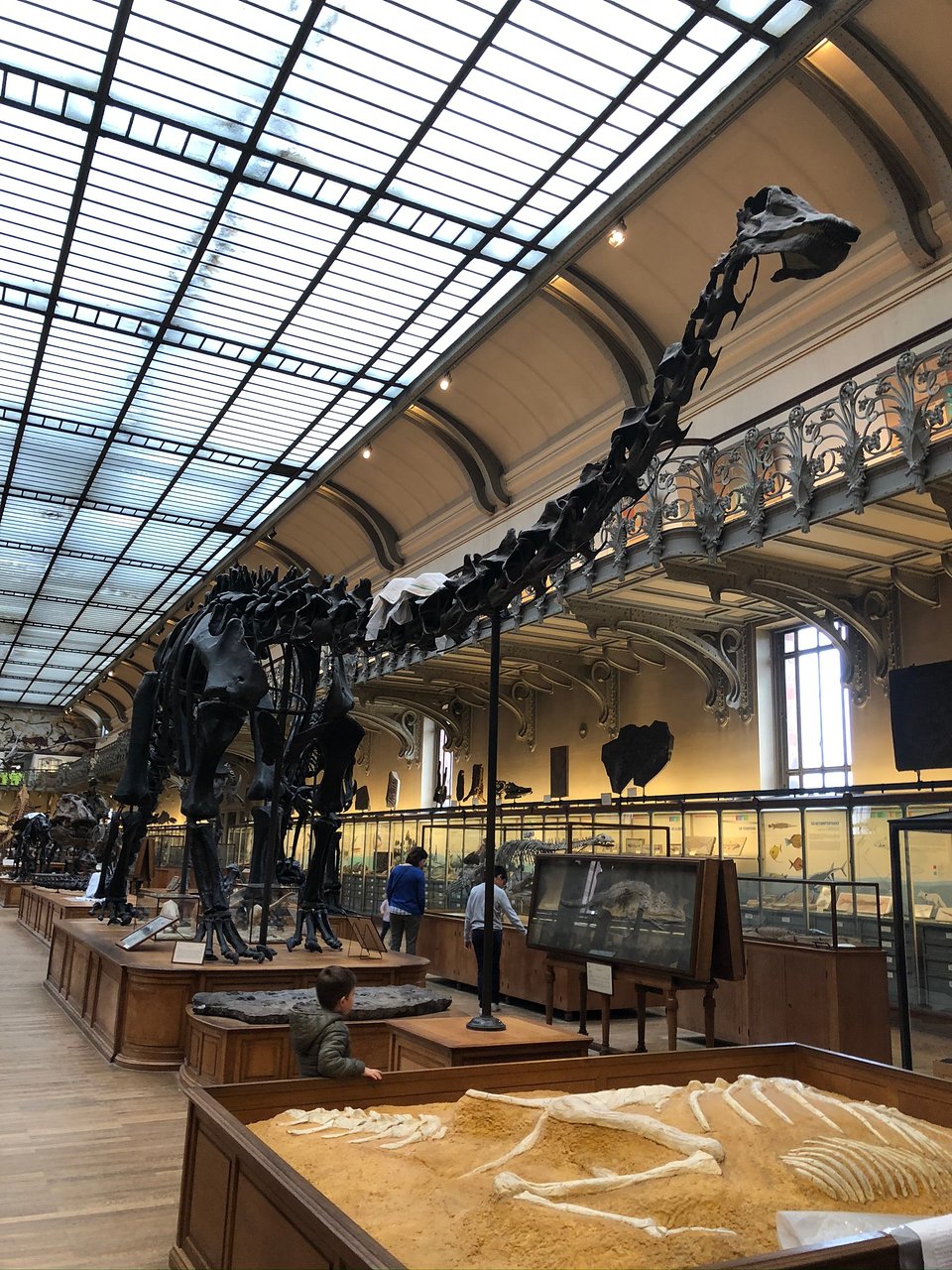 grande galerie de l evolution