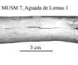 Jardin Du Thé Élégant Equus Amerhipus Insulatus From Peru Musm 7 Cranium and