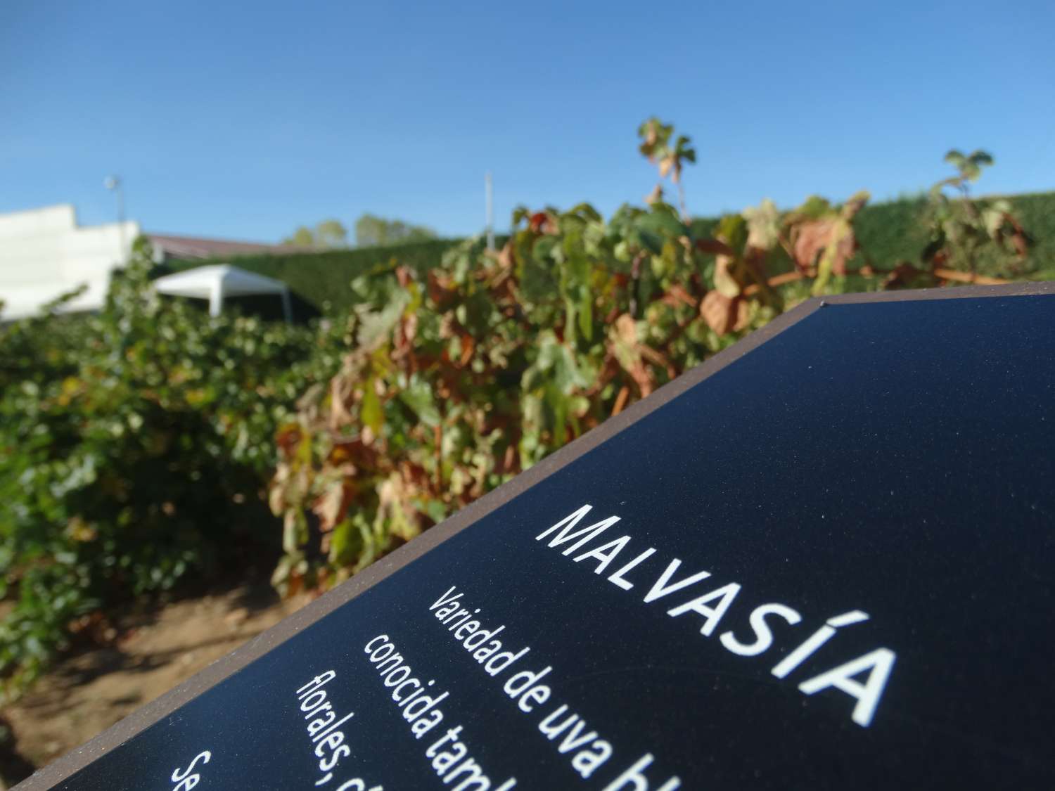Jardin Du Thé Grenoble Best Of Museo Del Vino Pagos Del Rey Winy Fog