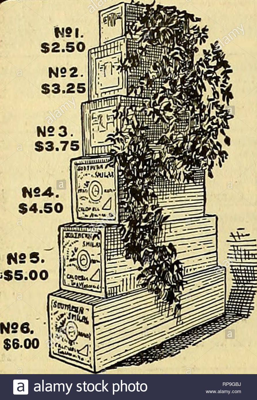 the american florist a weekly journal for the trade floriculture florists 48 the american florist feb 7 msi 250 x u l i p s i quantity per doz american beauties extra select 400 to 500 18to34in 250 to 300 latolsin 150 to 200 per 100 brides bridesmaids and ivory 500 to 1000 meteor golden gates 500 to 1000 liberty 500 to 1200 violetsdouble100to150 violets single 75 to 100 white violets 300 carnations 20j to 300 lily of the valley selected extra long 500 quotquot as good as can be had elsewhere 300 to 400 narcissus paper w RP9GBJ