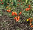 Jardin En Permaculture Charmant Le Potager Bioinspiré Un Jardin Nourricier En Permaculture