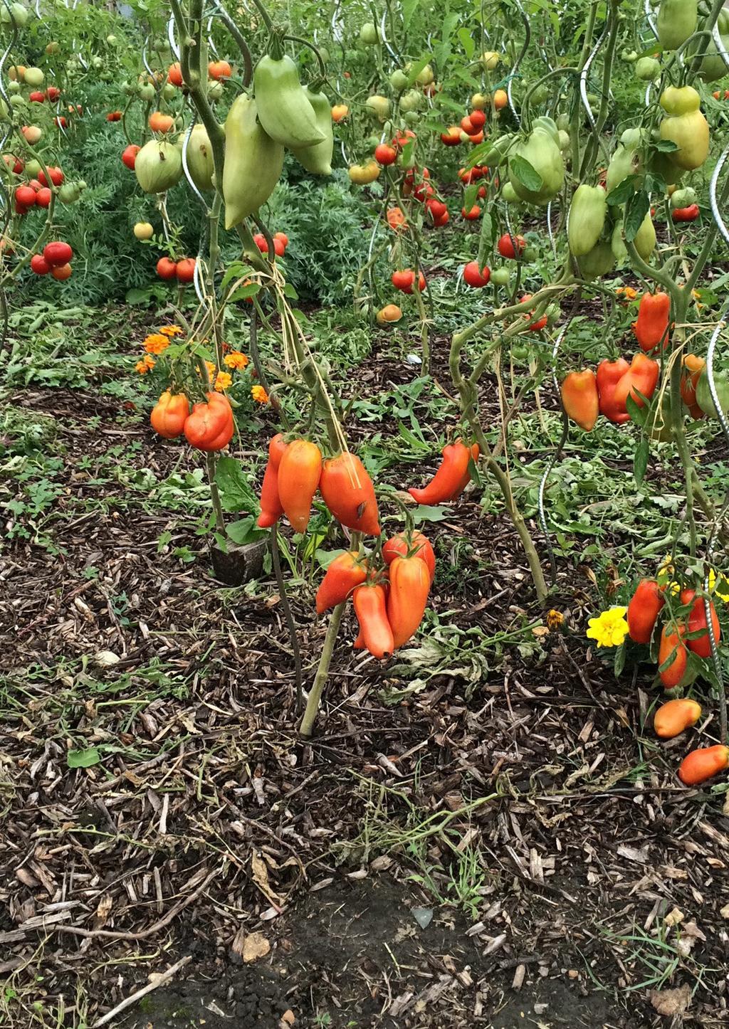 Jardin En Permaculture Charmant Le Potager Bioinspiré Un Jardin Nourricier En Permaculture