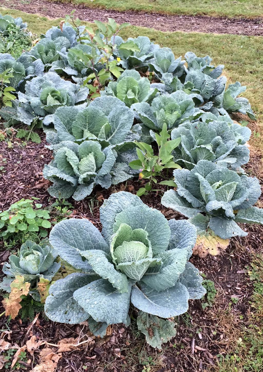 Jardin En Permaculture Frais Le Potager Bioinspiré Un Jardin Nourricier En Permaculture