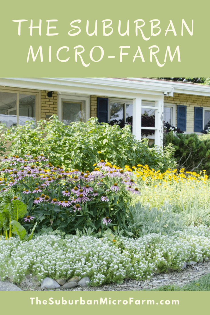 Jardin En Permaculture Inspirant the Suburban Micro Farm