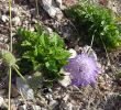 Jardin En Ville Charmant Sixalix Cartenniana Wikispecies