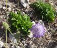 Jardin En Ville Charmant Sixalix Cartenniana Wikispecies