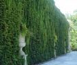 Jardin En Ville Élégant Jardin Publique Bordeaux