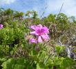 Jardin En Ville Élégant Pelargonium Cucullatum Wikispecies