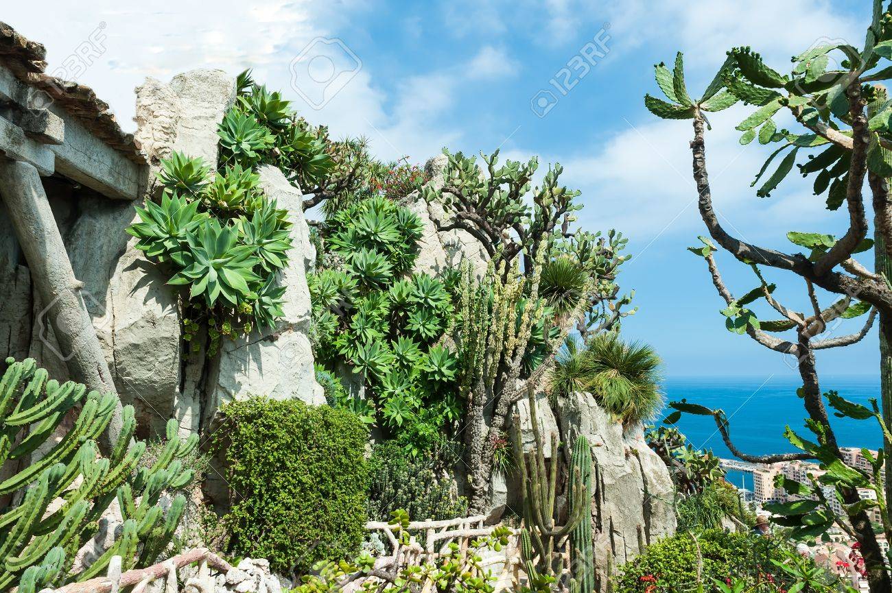A fragment of a garden of cacti and succulents in Monaco Jardin Exotique de Monaco Stock