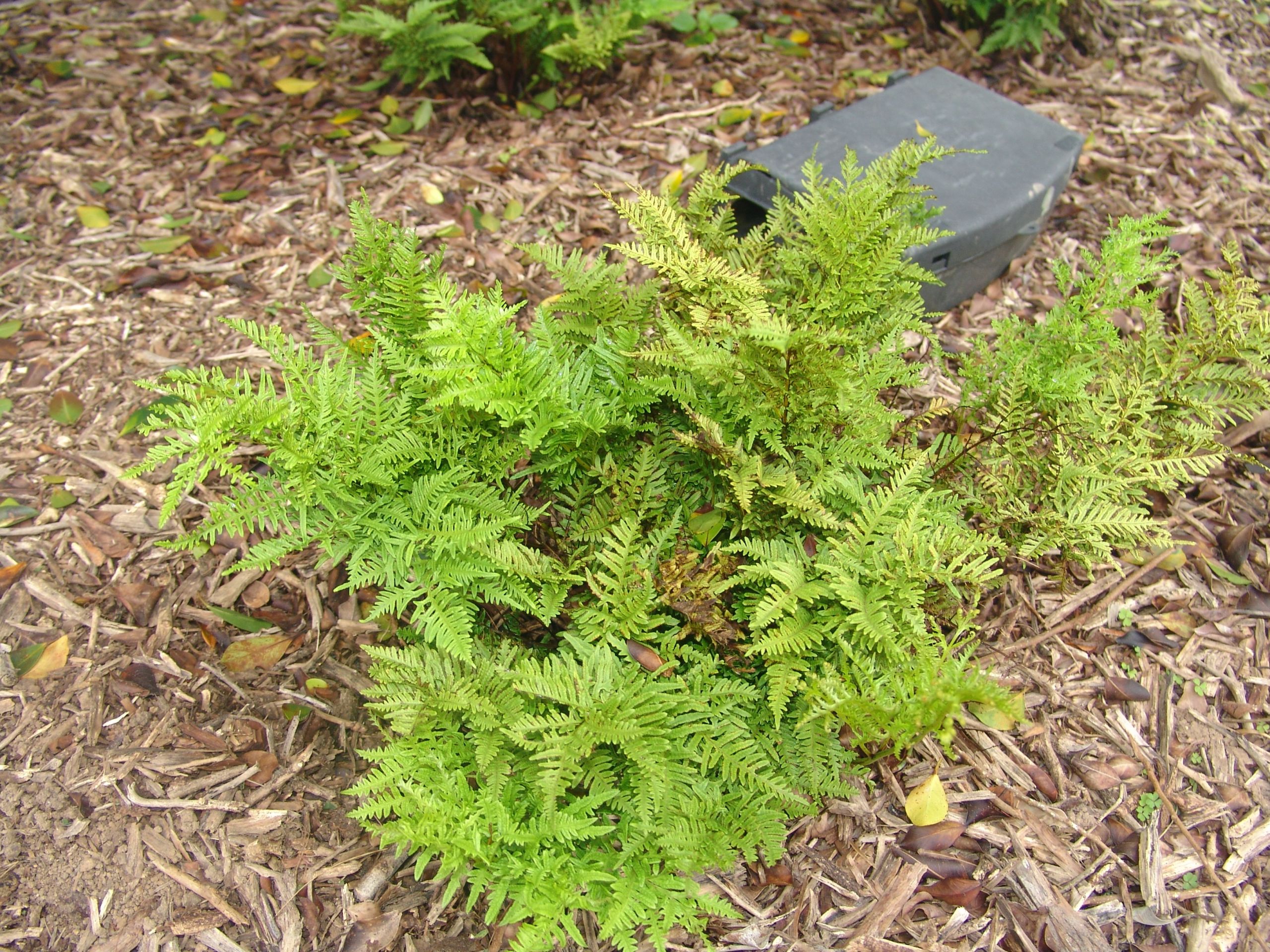 Jardin Exotique Monaco Élégant Brake Fern Media Encyclopedia Of Life