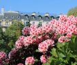 Jardin Exotique Monaco Inspirant Rhododendrons Avenue Foch