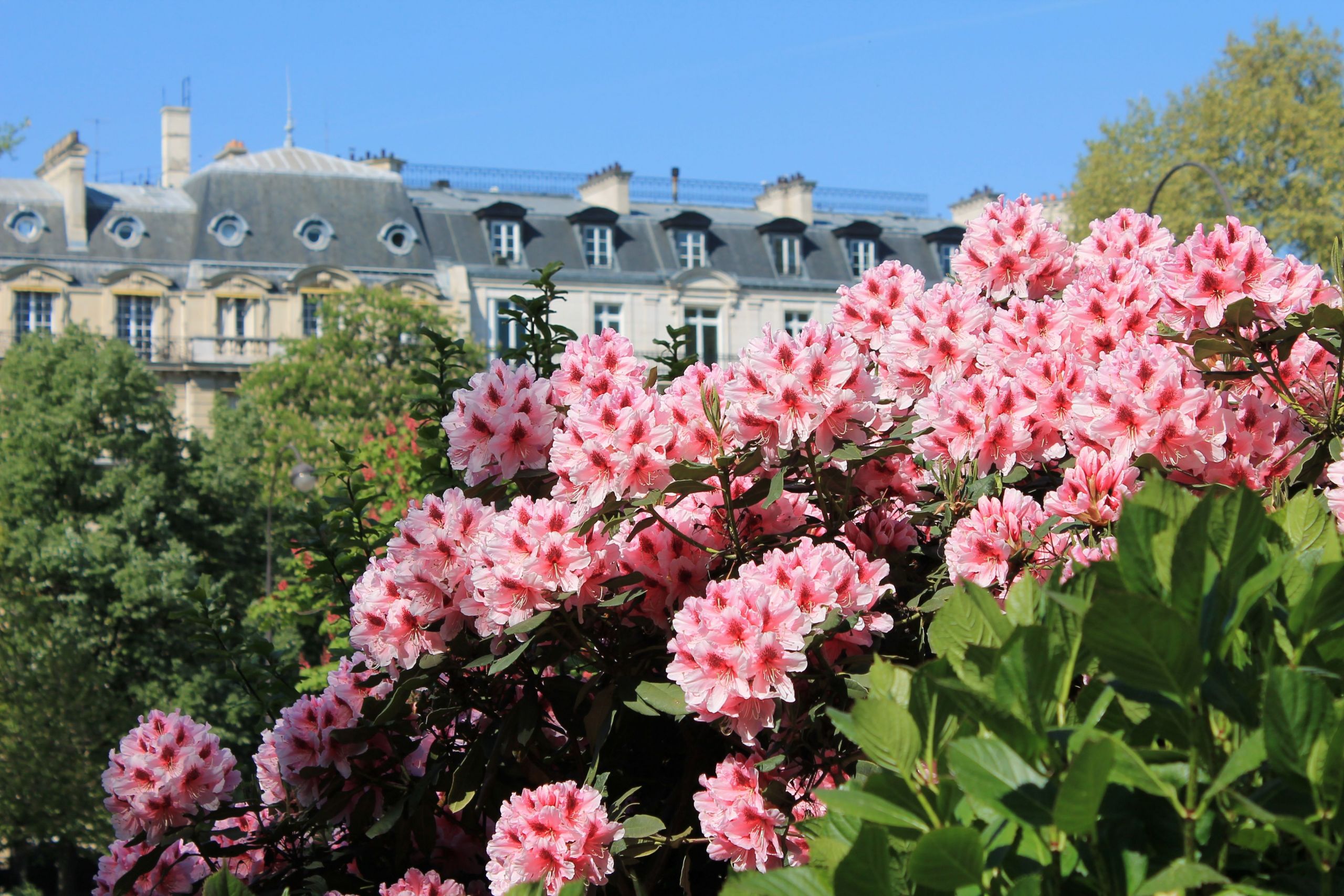 Jardin Exotique Monaco Inspirant Rhododendrons Avenue Foch