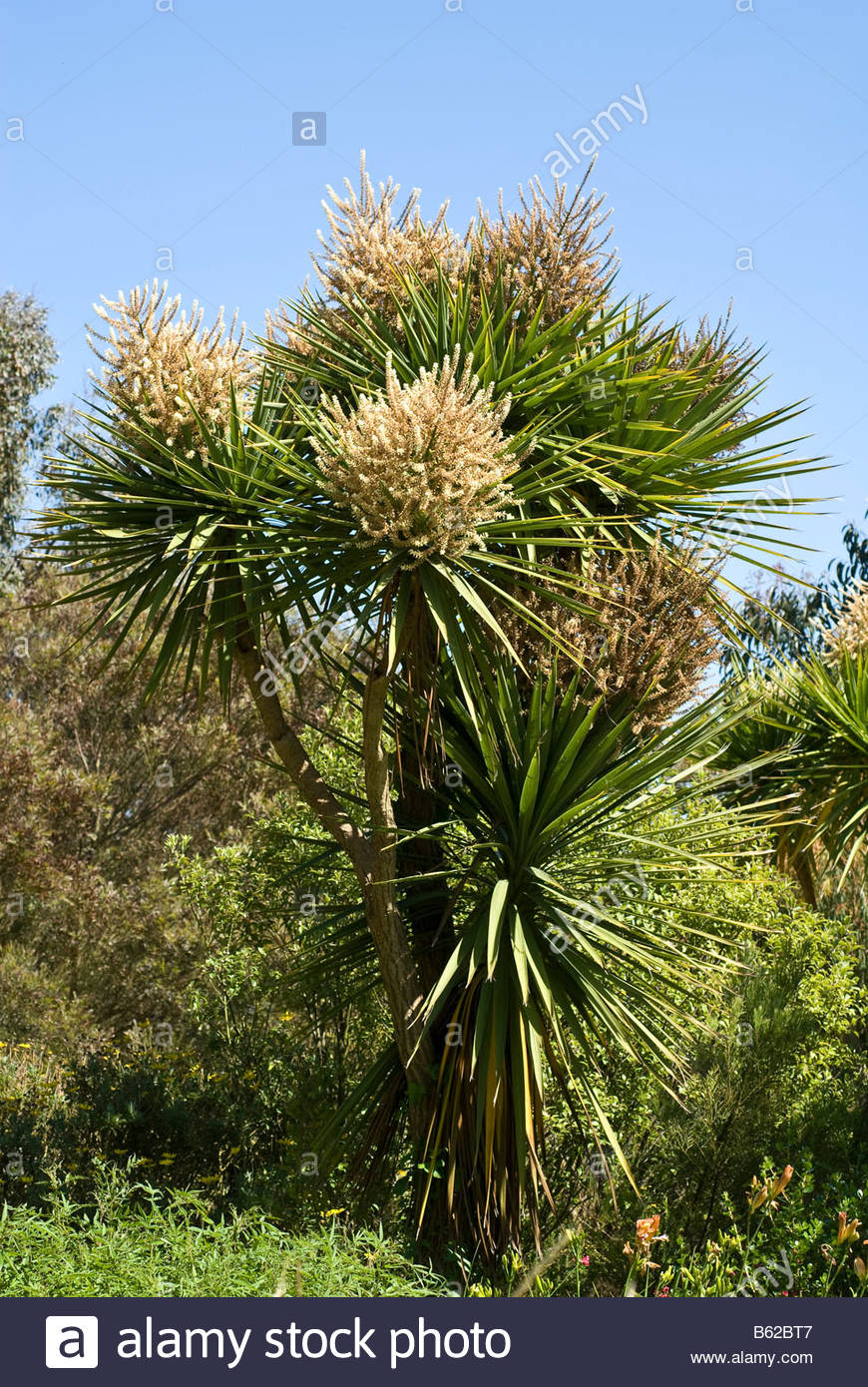 giant yucca yucca elephantipes variegata jardin exotique exotic garden B62BT7