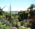 Jardin Exotique Roscoff Charmant 100 [ Jardin Exotique ]