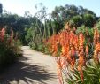 Jardin Exotique Roscoff Unique 100 [ Jardin Exotique ]