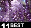 Jardin Fleur Best Of 11 Best Smelling Plants for Your Yard Most Fragrant Plants