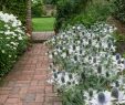Jardin Fleur Best Of 11 Ideas to Steal for A Moonlight Garden