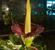 Jardin Fleur Charmant File Titanwurz Unibas Titanwurz3 Wikimedia Mons