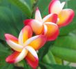 Jardin Fleur Charmant Plumeria Triplets Pocket Macro Fiore Flowers