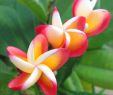 Jardin Fleur Charmant Plumeria Triplets Pocket Macro Fiore Flowers