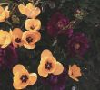 Jardin Fleur Génial List Fushia S and Videos