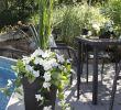 Jardin Fleur Inspirant 19 Tantalizing Plants Indoor Products Ideas