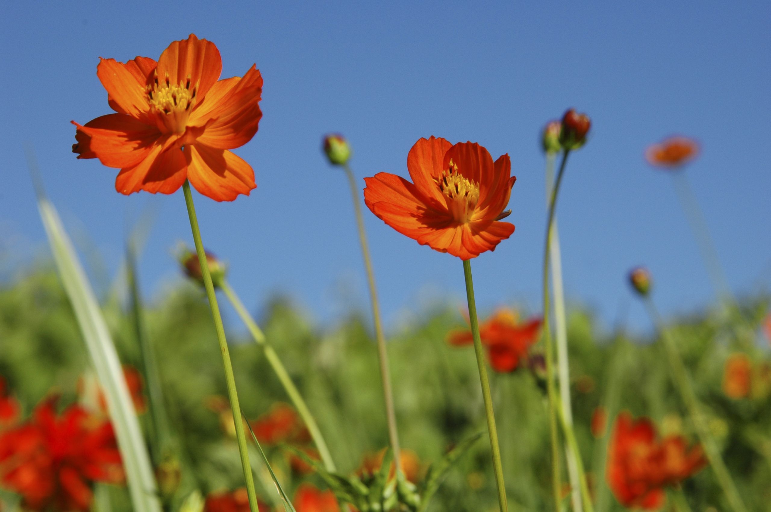 Jardin Fleur Luxe Sulphur Cosmos Media Encyclopedia Of Life