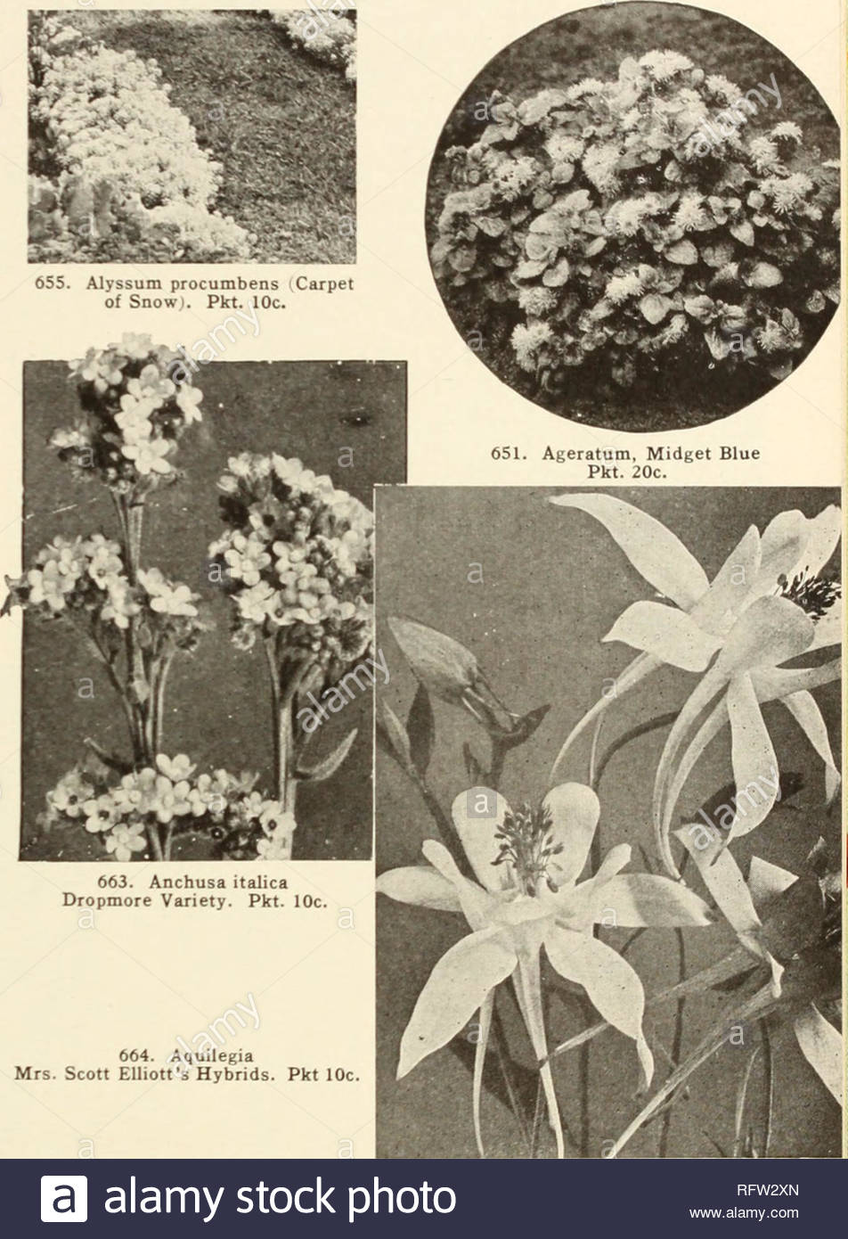 capitol city seeds 1952 pepinieres horticulture catalogues de bulbes plantes catalogues catalogues legumes outils de jardin catalogues catalogues de graines 655 alyssum procumbens tapis de neige i pkt 10c 650 blue ball ameliore 1 arge de profondeur bleu abaisse i 4 o iiul mound me les plantes pkt 15 uoz 60c 651 blue mid medaille d argent 1 lt m0 selections all america un nain ageratum nain qui va venir et vrai a la couleur a partir de semences des plantes 3 inclies avec de petites fleurs haut couvert d agerate bleu un sensationnel gde tion centrale pkt 20c sifn 85c j joz 1 50 j 664 aq rfw2xn