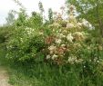 Jardin Jardinier Frais épinglé Sur Haie