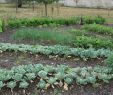 Jardin Jardinier Luxe Le Potager Bioinspiré Un Jardin Nourricier En Permaculture