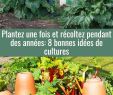 Jardin Jardinier Unique épinglé Par Med Bennis Sur Multiplications Plantes En 2020