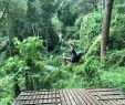 Jardin Jungle Beau Flying Gibbons Jungle Leap Travel Guidebook –must Visit