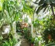 Jardin Jungle Élégant 65 Awesome Home Indoor Jungle Design Ideas Awesome Design