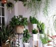 Jardin Jungle Inspirant 24 Ideas How to Create Your Own Indoors Jungle