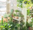 Jardin Jungle Inspirant Conservatory Archives In London