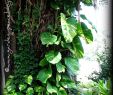 Jardin Jungle Luxe Giant Pothos Google Search