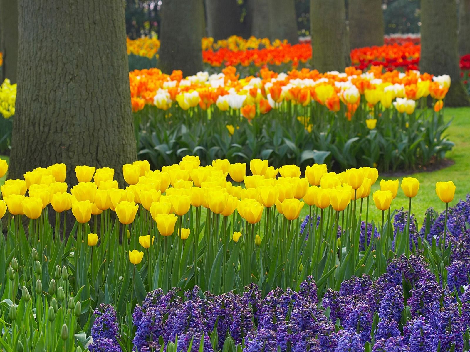 Jardin Keukenhof Beau Bulb Crazy